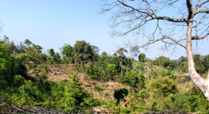 Adampur-Forest-Beat-আদমপুর বন