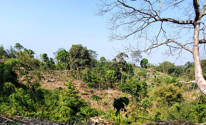 Adampur-Forest-Beat-আদমপুর বন