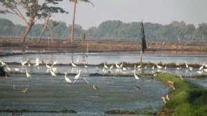 বাংলাদেশের পাখি