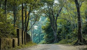 টিলাগড় ইকোপার্ক, সিলেট: প্রকৃতির কোলে সবুজ স্বর্গ