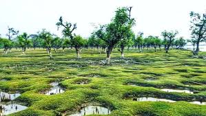 নিদ্রার চর / নিদ্রা সমুদ্র সৈকত, তালতলী, বরগুনা