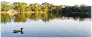 মশাজানের দিঘী – ইতিহাস, ঐতিহ্য ও প্রাকৃতিক সৌন্দর্যের মিলন