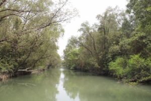 সোনারচর বন্যপ্রাণী অভয়ারণ্য, পটুয়াখালী: প্রাকৃতিক সৌন্দর্যের রূপালী আঁকা
