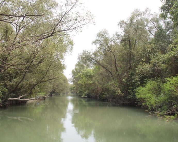 সোনারচর বন্যপ্রাণী অভয়ারণ্য, পটুয়াখালী: প্রাকৃতিক সৌন্দর্যের রূপালী আঁকা