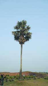 তালগাছ-রবীন্দ্রনাথ ঠাকুর